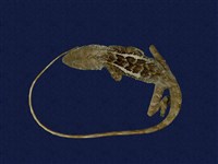 藏品(斯文豪氏攀蜥)的圖片